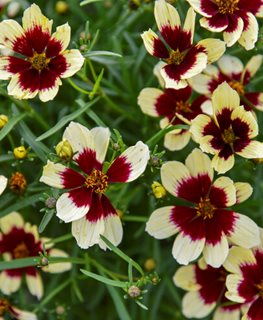 'CREAMY CALICO' THREADLEAF COREOPSIS