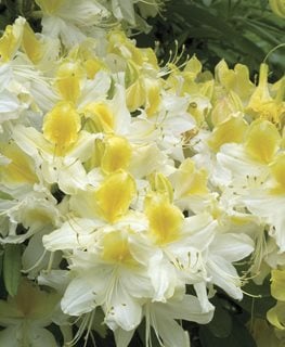 'NORTHERN HI-LIGHTS' AZALEA