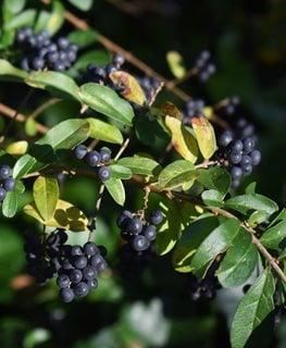 Chinese Privet