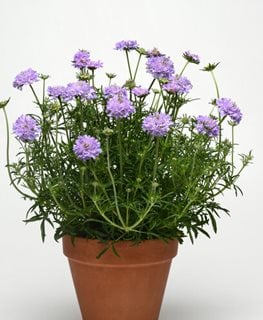 Flutter Deep Blue Scabiosa, Pincushion Flower
Proven Winners
Sycamore, IL