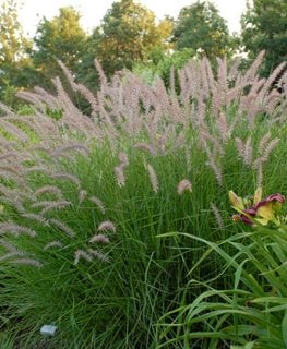 ‘Karley Rose’ Oriental Fountain Grass
