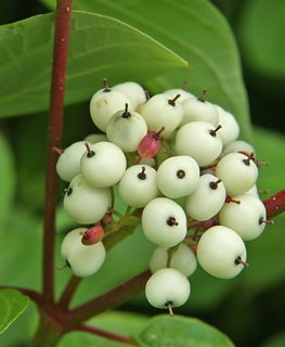 Cornus Sericea Dogwood, Red Osier Dogwood
Millette Photomedia