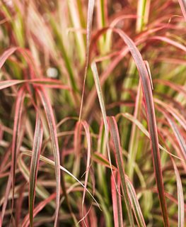 Graceful Grasses® ‘Fireworks’ Variegated Red Fountain Grass