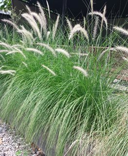 ‘Little Bunny’ Dwarf Fountain Grass