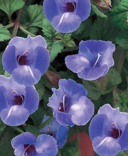 Summer Wave® Large Blue