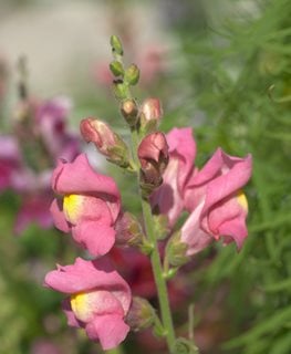 Appleblossom Snapdragon
Shutterstock.com
New York, NY