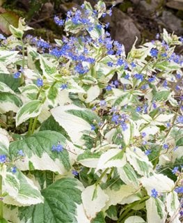 How to Grow & Care for Brunnera (Siberian Bugloss) | Garden Design