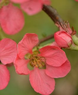 Pink Lady Quince, Chaenomeles X Superba, Pink Flowering Shrub
Shutterstock.com
New York, NY