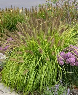 Prairie Winds® ‘Lemon Squeeze’ Fountain Grass