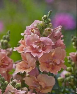 Twinny Peach Snapdragon
All-America Selections
Downers Grove, IL