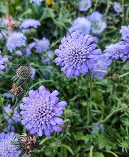 Butterfly Blue Scabiosa, Scabiosa Columbaria
Shutterstock.com
New York, NY