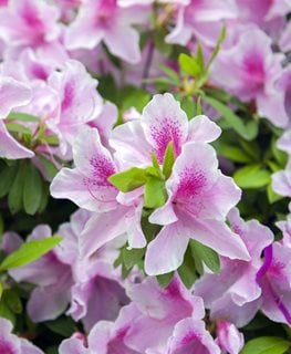 ‘GEORGE L TABER’ AZALEA
