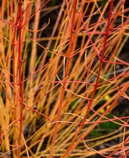 How to Grow Red Twig Dogwood Shrubs