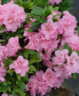 PERFECTO MUNDO DOUBLE PINK AZALEA