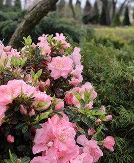 PERFECTO MUNDO® PINK CARPET™ AZALEA