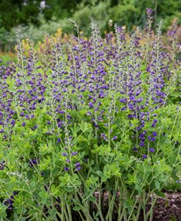 Periwinkle Popsicle Baptisia, False Indigo Plant
Proven Winners
Sycamore, IL