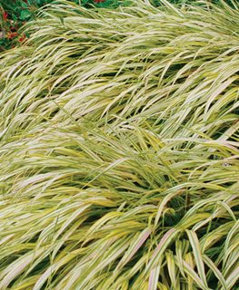 Aureola Japanese Forest Grass, Hakonechloa Macra
Proven Winners
Sycamore, IL
