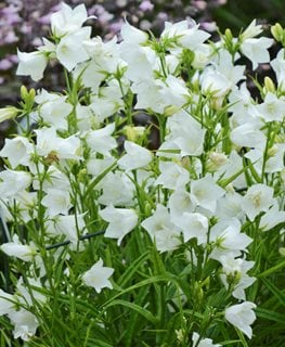 Campanula: A Growing Guide for Bellflower Plant | Garden Design