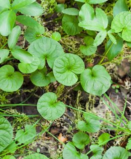 How To Grow & Care For Dichondra 