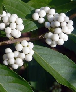 White Fruited Asian Beautyberry