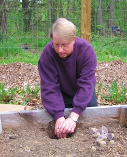 planting potatoes