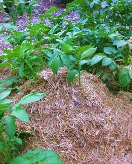 hilling potatoes