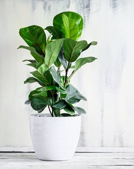 Bambino Fiddle Leaf Fig, Dwarf Fiddle Leaf Fig, Ficus Lyrata
Shutterstock.com
New York, NY
