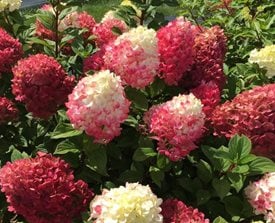 LITTLE LIME PUNCH HYDRANGEA