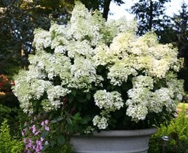 BOBO® HYDRANGEA