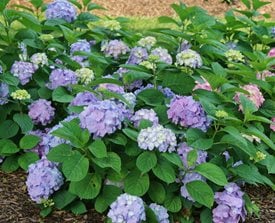 LET'S DANCE SKY VIEW HYDRANGEA