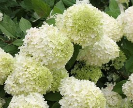 LIMELIGHT HYDRANGEA