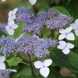 Bluebird Mountain Hydrangea