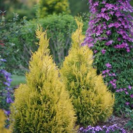 arborvitae thuja fluffy western plicata proven winners trees garden types provenwinners reviews