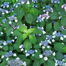 Blue Billow Mountain Hydrangea
