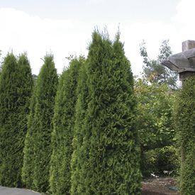 Arborvitae Tree Types & Care | Garden Design