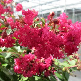 are crepe myrtles poisonous to dogs