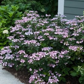 Tiny Tuff Stuff™ Reblooming Mountain Hydrangea
