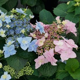 Tuff Stuff Ah-Ha® Reblooming Mountain Hydrangea