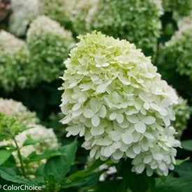 Panicle Hydrangeas: A Growing & Care Guide | Garden Design