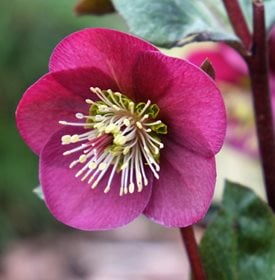 ANNA'S RED HELLEBORE