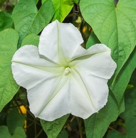 Ipomoea alba - Moonflower - ChViroj / Shutterstock