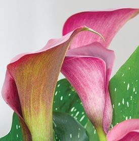 Captain Reno Calla Lily