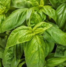 Pesto Besto basil