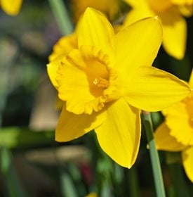 Narcissus 'Dutch Master'