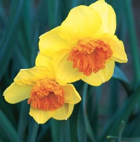 Daffodil Flowers: How To Grow Narcissus Bulbs | Garden Design