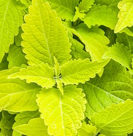 ColorBlaze Lime Time Coleus - fotografie de: câștigători dovediți.