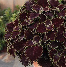 ColorBlaze Wicked Witch Coleus-Foto van: Proven Winners.