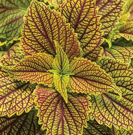 ColorBlaze Golden Dreams Coleus - Foto von: Proven Winners.