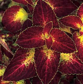 Colorblaze Dipt In Wine Coleus-사진 작성자:입증 된 수상자.