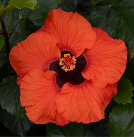 Hollywood Hibiscus Sunset Boulevard